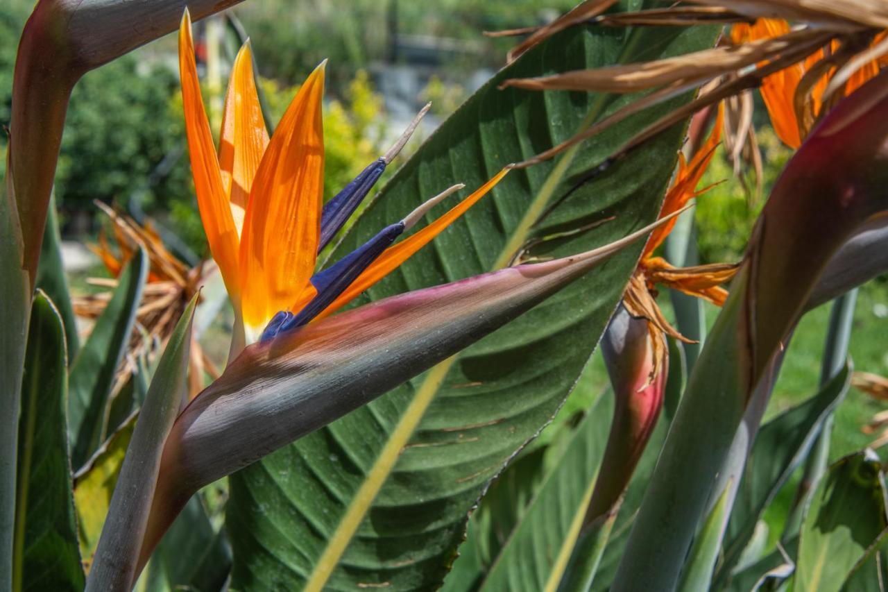 Forio di Ischia Casa Yucca 빌라 외부 사진