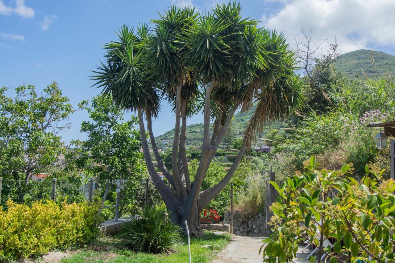 Forio di Ischia Casa Yucca 빌라 외부 사진